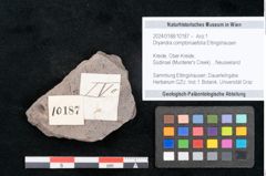 Foto (Objekt + Etikett) von Dryandra comptoniaefolia Ettingshausen (NHMW-GEO-2024-0188-10187)